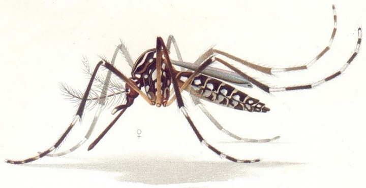 Aedes-aegypti
