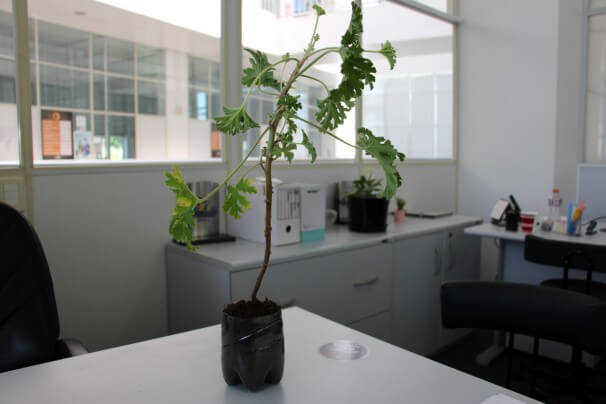 campanha PET vasos (2)