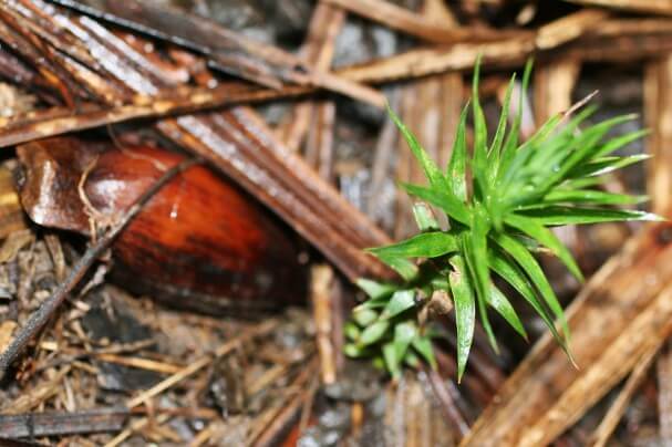 Andre Amarildo Sezerino_Preservação