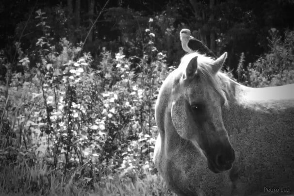 Pedro Luz_Preservação