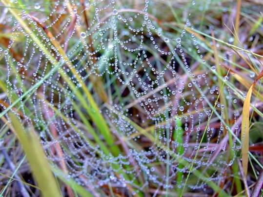 Rosi Scariot Zatta_Preservação