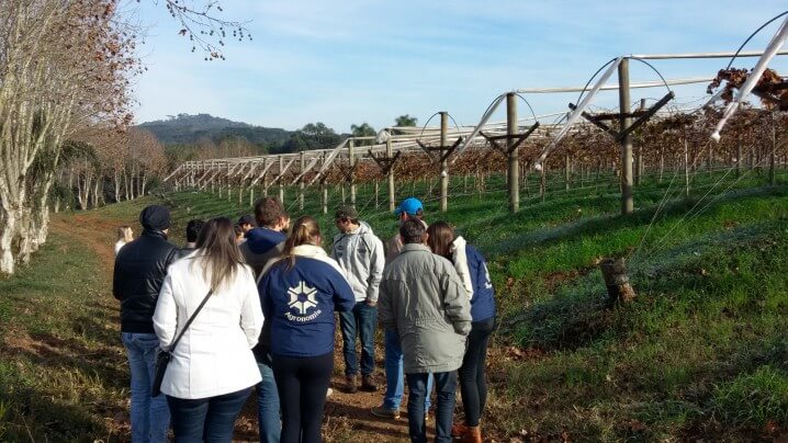 vinicolas (4) (Large)